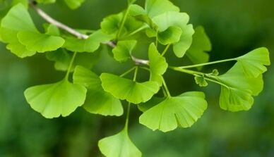 Ginkgo biloba φύλλα για τη διεύρυνση του πέους